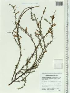 Caragana stenophylla Pojark., Siberia, Baikal & Transbaikal region (S4) (Russia)