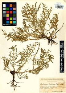 Kalidium foliatum (Pall.) Moq., Siberia, Baikal & Transbaikal region (S4) (Russia)