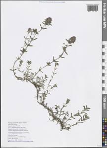 Thymus pastoralis Iljin, Caucasus, Black Sea Shore (from Novorossiysk to Adler) (K3) (Russia)