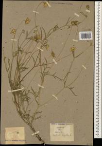 Lomelosia argentea (L.) Greuter & Burdet, Caucasus (no precise locality) (K0)