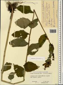 Campanula latifolia L., Caucasus, North Ossetia, Ingushetia & Chechnya (K1c) (Russia)