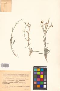 Matthiola fragrans (Fisch.) Bunge, Eastern Europe, Lower Volga region (E9) (Russia)