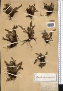 Asplenium ceterach subsp. ceterach, Middle Asia, Dzungarian Alatau & Tarbagatai (M5) (Kazakhstan)