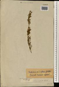 Erica suffulta J. C. Wendl. ex Benth., Africa (AFR) (South Africa)