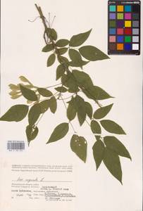 Acer negundo L., Eastern Europe, Lower Volga region (E9) (Russia)