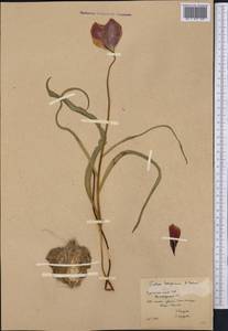 Tulipa hoogiana B.Fedtsch., Middle Asia, Karakum (M6) (Turkmenistan)