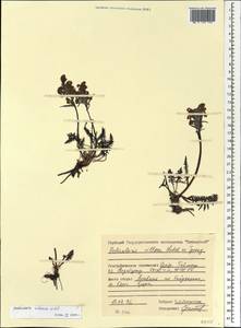 Pedicularis sudetica Willd., Siberia, Central Siberia (S3) (Russia)