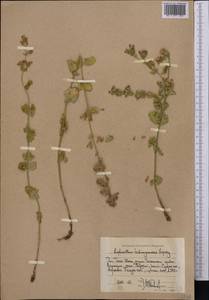 Lophanthus tschimganicus Lipsky, Middle Asia, Western Tian Shan & Karatau (M3) (Uzbekistan)