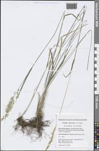 Trisetum flavescens (L.) P.Beauv., Eastern Europe, Central region (E4) (Russia)