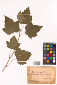 Ribes nigrum L., Eastern Europe, Middle Volga region (E8) (Russia)