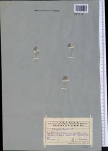 Ziziphora tenuior L., Middle Asia, Western Tian Shan & Karatau (M3) (Kazakhstan)