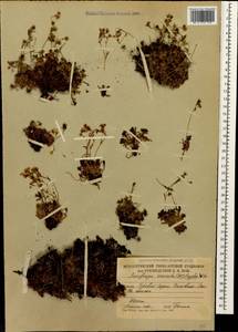 Saxifraga exarata, Caucasus, South Ossetia (K4b) (South Ossetia)