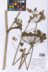 Angelica archangelica L., Eastern Europe, North-Western region (E2) (Russia)