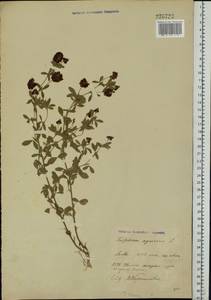 Trifolium aureum Pollich, Eastern Europe, Belarus (E3a) (Belarus)