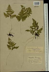 Gymnocarpium robertianum (Hoffm.) Newman, Eastern Europe, Eastern region (E10) (Russia)