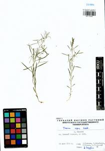 Thesium repens Ledeb., Siberia, Baikal & Transbaikal region (S4) (Russia)