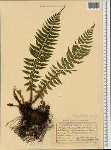 Polystichum aculeatum (L.) Roth, Caucasus, Krasnodar Krai & Adygea (K1a) (Russia)