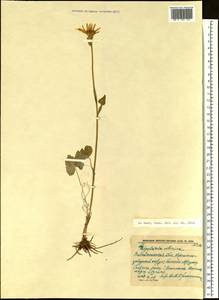 Ligularia sibirica (L.) Cass., Siberia, Baikal & Transbaikal region (S4) (Russia)