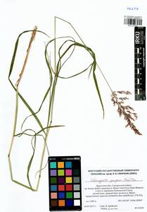 Calamagrostis purpurea (Trin.) Trin., Siberia, Baikal & Transbaikal region (S4) (Russia)