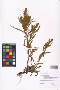 Rumex maritimus L., Eastern Europe, Central forest-and-steppe region (E6) (Russia)