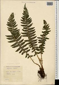 Polystichum aculeatum (L.) Roth, Caucasus, Krasnodar Krai & Adygea (K1a) (Russia)