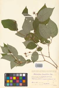 Philadelphus tenuifolius Rupr. & Maxim., Siberia, Russian Far East (S6) (Russia)