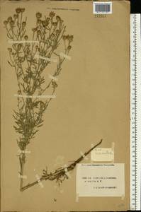 Centaurea stoebe subsp. stoebe, Eastern Europe, South Ukrainian region (E12) (Ukraine)