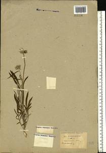 Jurinea cyanoides (L.) Rchb., Eastern Europe, Central forest-and-steppe region (E6) (Russia)