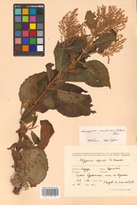 Koenigia weyrichii (F. Schmidt) T. M. Schust. & Reveal, Siberia, Russian Far East (S6) (Russia)