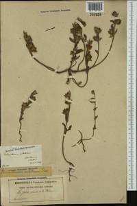Helianthemum ledifolium (L.) Mill., Western Europe (EUR) (France)