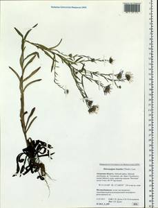 Heteropappus hispidus (Thunb.) Less., Siberia, Russian Far East (S6) (Russia)
