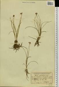 Allium bidentatum Fisch. ex Prokh. & Ikonn.-Gal., Siberia, Baikal & Transbaikal region (S4) (Russia)