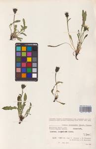 Crepis chrysantha (Ledeb.) Turcz., Siberia, Chukotka & Kamchatka (S7) (Russia)