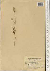Celosia argentea L., South Asia, South Asia (Asia outside ex-Soviet states and Mongolia) (ASIA) (India)