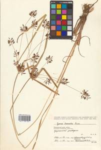 Cyperus orthostachyus Franch. & Sav., Siberia, Russian Far East (S6) (Russia)