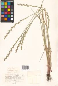 Lolium multiflorum Lam., Eastern Europe, Moscow region (E4a) (Russia)