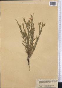 Dianthus semenovii (Regel & Herder) Vierh., Middle Asia, Dzungarian Alatau & Tarbagatai (M5) (Kazakhstan)