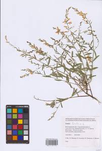 Genista tinctoria L., Eastern Europe, Lower Volga region (E9) (Russia)