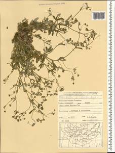 Potentilla virgata Lehm., Mongolia (MONG) (Mongolia)