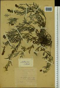 Artemisia tilesii Ledeb., Siberia, Yakutia (S5) (Russia)