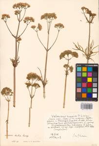 Valeriana dubia Bunge, Eastern Europe, Moscow region (E4a) (Russia)