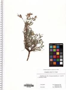 Astragalus varius S.G.Gmel., Eastern Europe, Eastern region (E10) (Russia)