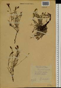 Dianthus repens, Siberia, Yakutia (S5) (Russia)