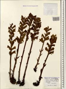 Orobanche caryophyllacea Sm., Caucasus, Krasnodar Krai & Adygea (K1a) (Russia)