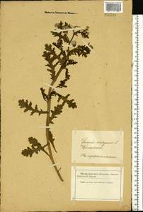 Senecio vulgaris L., Eastern Europe, Latvia (E2b) (Latvia)