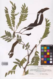 Gleditsia triacanthos L., Eastern Europe, Lower Volga region (E9) (Russia)