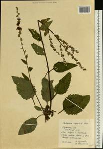 Verbascum chaixii subsp. orientale (M. Bieb.) Hayek, Eastern Europe, Central region (E4) (Russia)