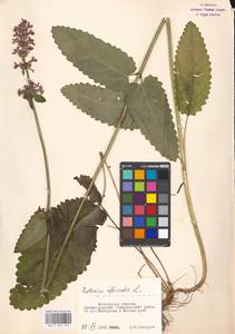 Betonica officinalis L., Eastern Europe, Moscow region (E4a) (Russia)
