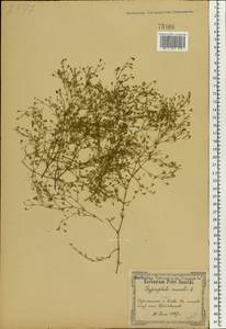Psammophiliella muralis (L.) lkonn., Eastern Europe, North Ukrainian region (E11) (Ukraine)