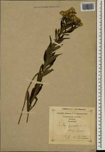 Pentanema germanicum (L.) D. Gut. Larr., Santos-Vicente, Anderb., E. Rico & M. M. Mart. Ort., Caucasus, Georgia (K4) (Georgia)